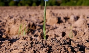 Las últimas lluvias han dejado los suelos aptos para el trigo